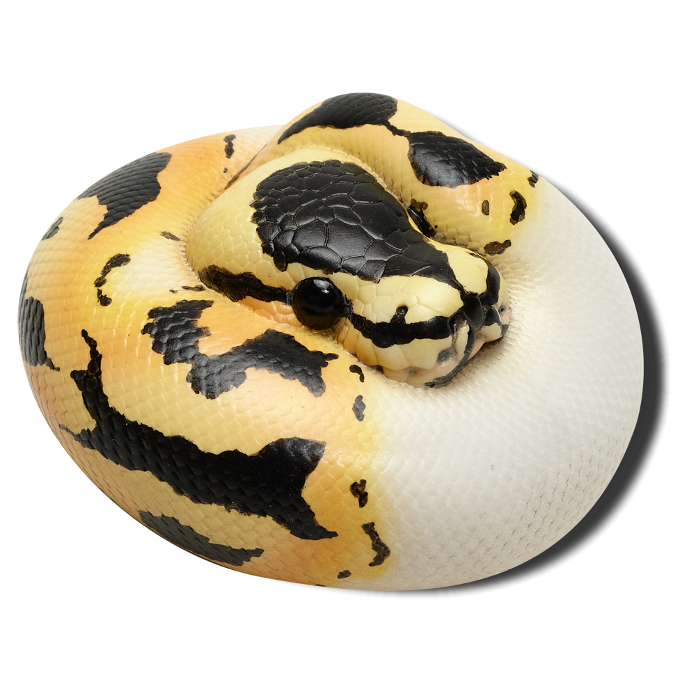 Untitled-12.png