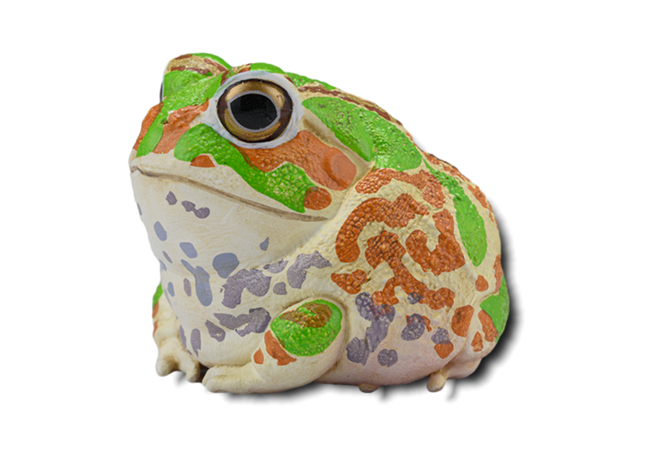 petaru様【フォロリピ様】 Chaco Horned Frog (Chacophrys pierottii) - Animal Heavenly Body