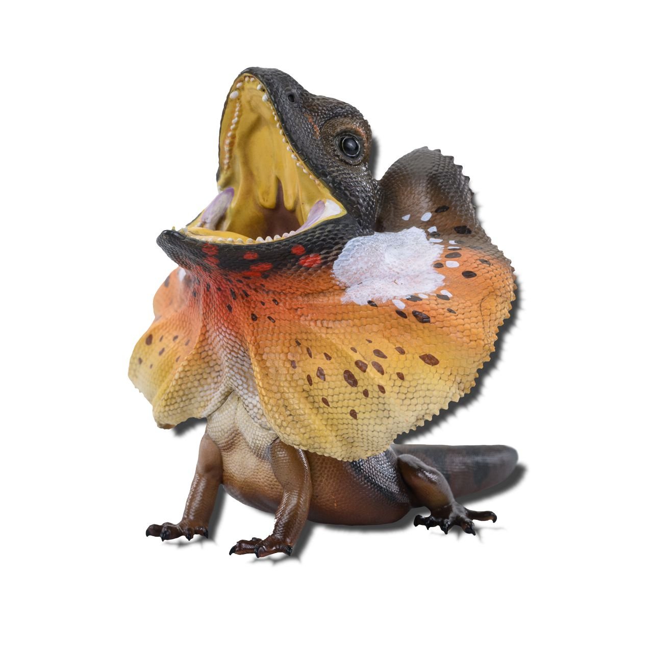 Frill Necked Lizard (Chlamydosaurus kingii) - Animal Heavenly Body